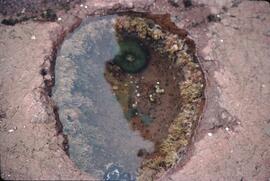 Tidal pool at Anthony Island