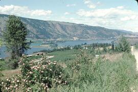 Orange orchard and Kalamalka Lake