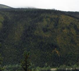 Panoramic view of north-facing slope overlooking the Tetsa River crossing of the Alaska Highway