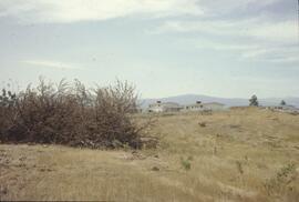 Bulldozed orchard trees in Kelowna