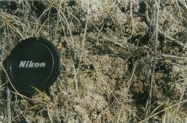 Y02-02 (Montague Roadhouse) - lichen crust - 01