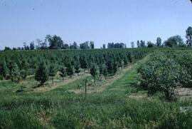 Interplanted scotch pine and berries at Pitt Polder