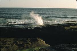 Water spout on seashore in the Nitinat-Clo-oose area on the West Coast Trail