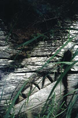 Old support beams for a house at Anthony Island
