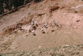 Rocky mountain bighorn sheep on cliffside, Radium