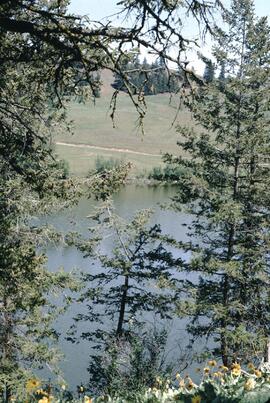 View of lake through Douglas fir trees near Kamloops