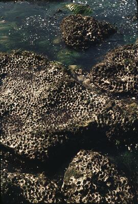 Honeycomb worm rock pools at southern area of Mabens Beach