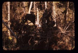 Forest Scene at Aleza Lake Experiment Station