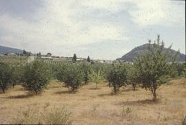 Orchard and vineyard near Kelowna
