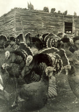 Flock of Turkeys