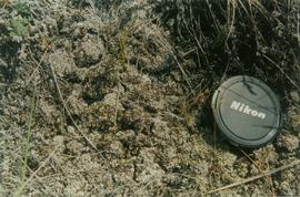 Y02-02 (Montague Roadhouse) - lichen crust - 02