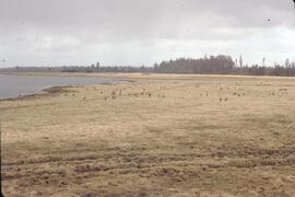 Geese on greenbelt near Masset