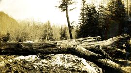 Driftwood near the creek