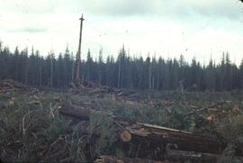 Forest harvesting in the Yakoun River Valley