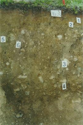 Y02-25  Div Ck soil on Reid terrace, McQuesten R - 06