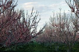 Cherry tree orchard in blossom, Kelowna