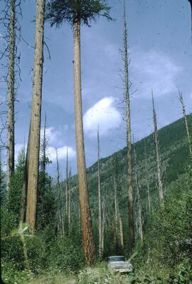 Truck among western larch near Dawson Creek, Kootenays