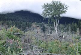 Cloud and clearcutting at Corya Creek