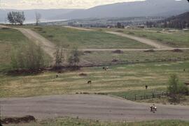 Cattle on fenced rangeland near Kelowna