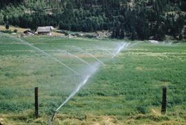 Irrigated alfalfa at Norbury Lakes