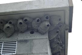 Swallow nests at Creston Flats