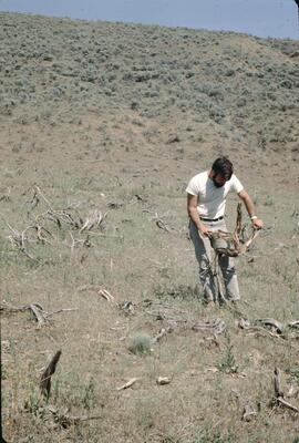 Jim Belsham and sage brush by stinging nettle