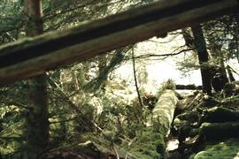 Ninstints totem poles at Anthony Island