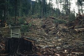 Logging site near Pemberton