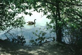 Canada goose at George C. Reifel Migratory Bird Sanctuary
