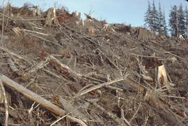 Forest harvesting near Queen Charlotte City