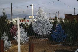 Christmas tree lots in Kelowna
