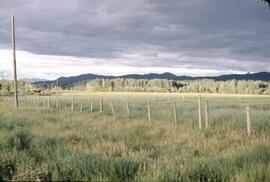 Evening sunshine on aspens near Houston