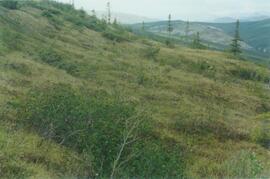 Alder clumps, limestone ridge, N Ogilvie Mts. - 02