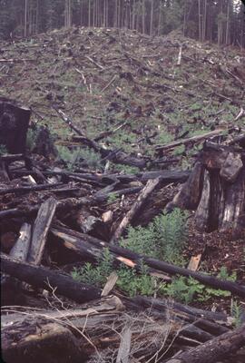 Recent slash burning in Nimpkish Valley