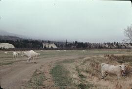 Charolais cattle on floodplain near Fairmont