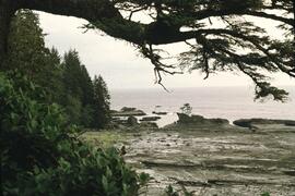Seashore on the trail between Cheewhat and Carmanah Point on the West Coast Trail