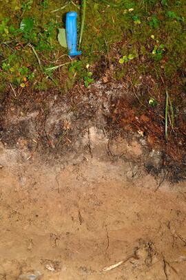 BC12-12 soil profile (detail)