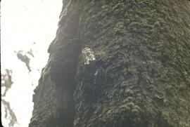 Telegraph glass insulator on tree in the Tsocowis-Tsusiat Falls area on the West Coast Trail