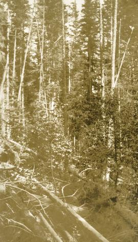 Timber growth east of Fort George Canyon