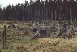 Stump ranch near Tlell River