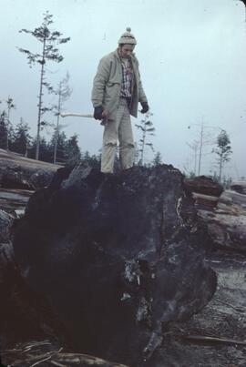 Don Benn on large stump at Tow Hill