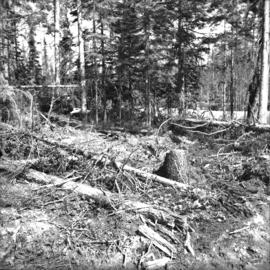 Scarification after clear cut logging at East Loop Road, Aleza Lake Forest Experiment Station