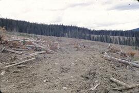 Clearcutting at Goosly Lake