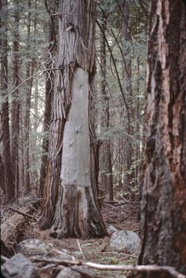 Red cedar with Indigenous bark-stripping