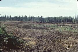New cultivation near Fort Nelson