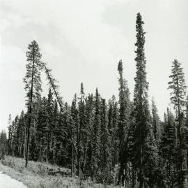 Commercial size Black Spruce and Lodgepole Pine by Main Access Road, Aleza Lake Forest Experiment...