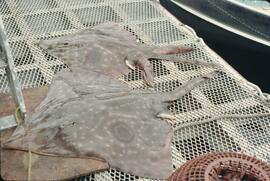 Skate fish on deck of Edgewater Fortune in the Queen Charlotte Islands