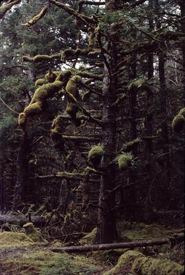 Moss covered tree near Masset