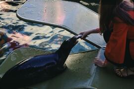 Seal at Sealand of the Pacific