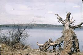 Stump and view at One Island Lake